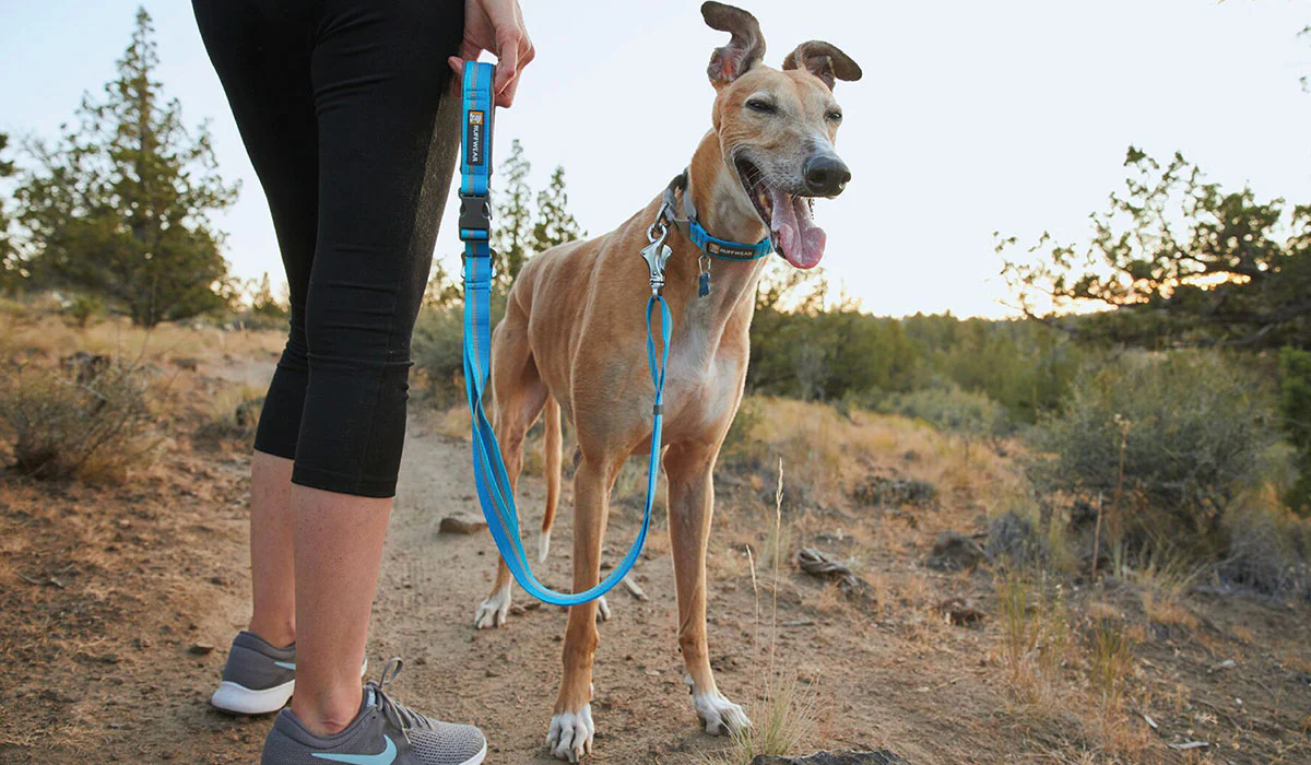Una mujer est&aacute; de pie con su galgo que lleva un collar de reacci&oacute;n de telara&ntilde;a azul..jpg