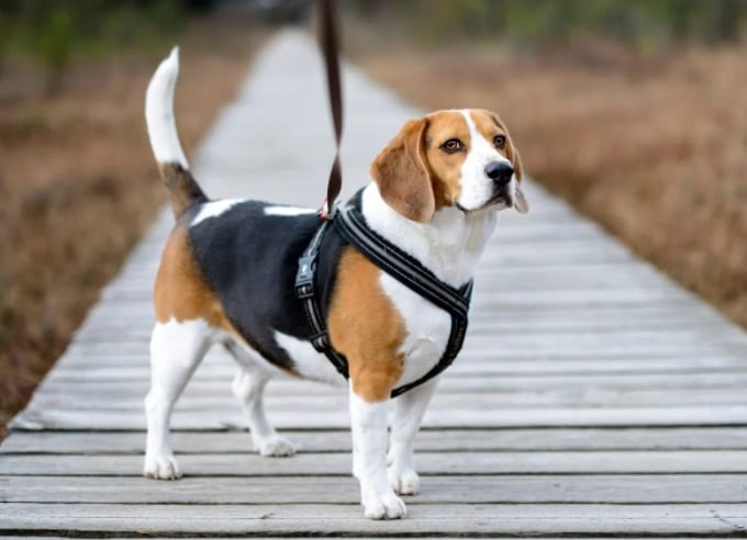 Beagle im Hundegeschirr.jpg