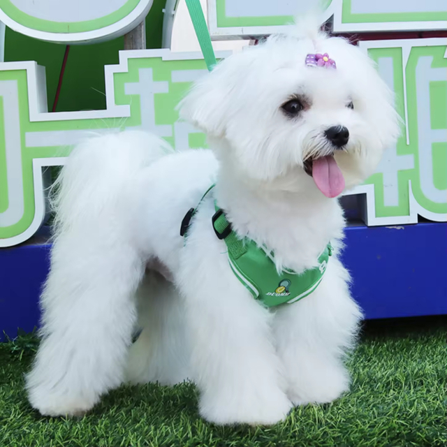 Arn&eacute;s energ&eacute;tico para mascotas XSPH-0069